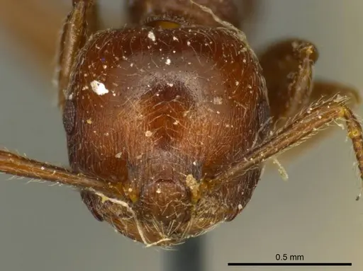 Crematogaster subcircularis - CASENT0919688