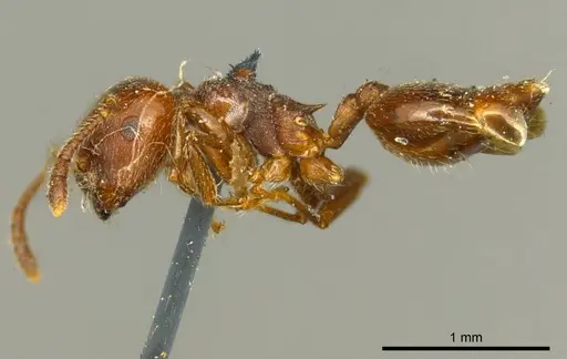 Crematogaster subcircularis - CASENT0919688