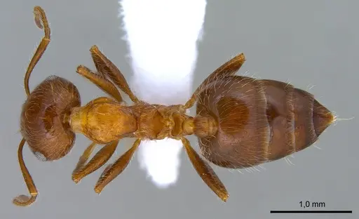 Crematogaster subdentata specimen