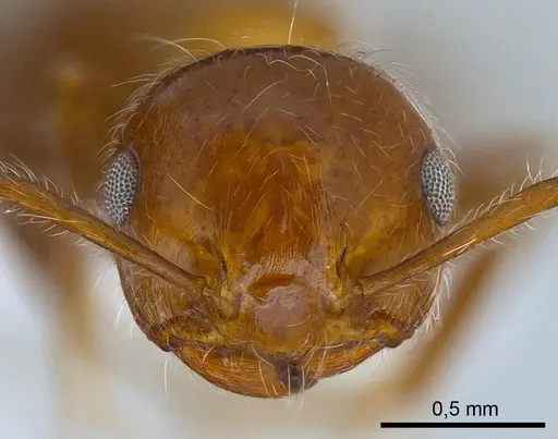 Crematogaster subdentata specimen