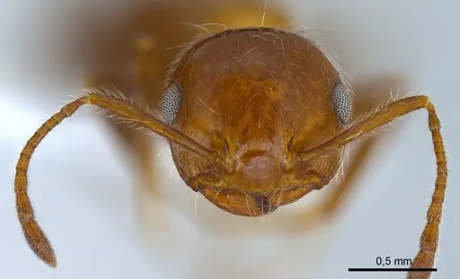 Crematogaster subdentata specimen