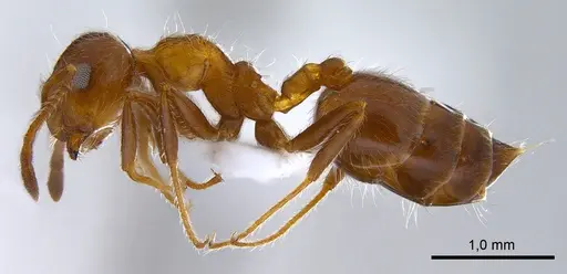 Crematogaster subdentata - ANTWEB1008065