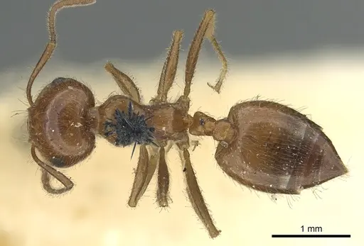 Crematogaster subdentata - CASENT0902140