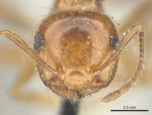 Crematogaster subdentata - CASENT0902140