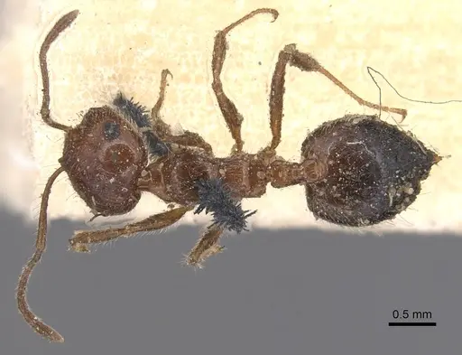 Crematogaster subdentata - CASENT0904502