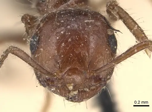 Crematogaster subdentata - CASENT0904502