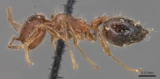 Crematogaster subdentata - CASENT0904502