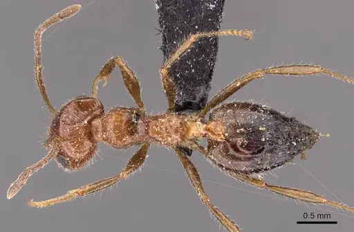 Crematogaster subdentata - CASENT0908493