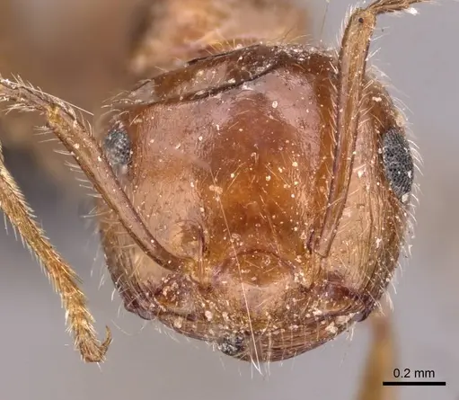 Crematogaster subdentata - CASENT0908493