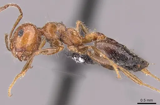 Crematogaster subdentata - CASENT0908493