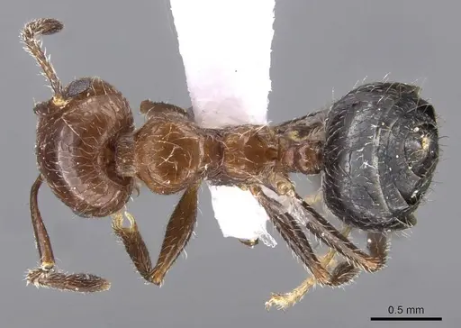 Crematogaster subdentata - CASENT0910242