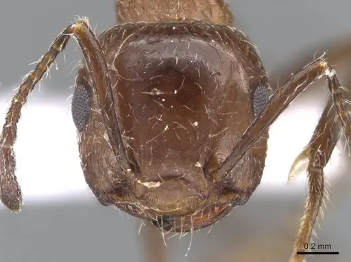 Crematogaster subdentata - CASENT0910242