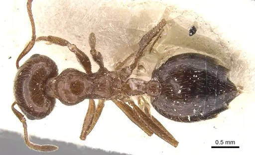 Crematogaster subdentata - CASENT0912725