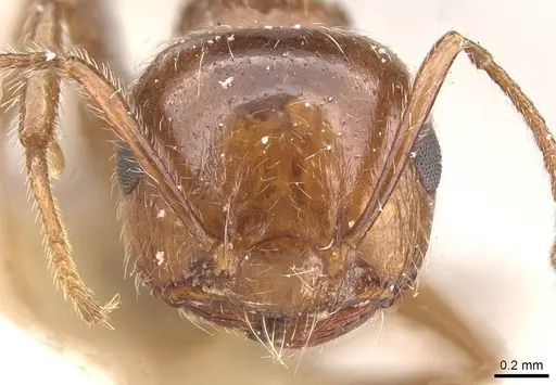Crematogaster subdentata - CASENT0912725