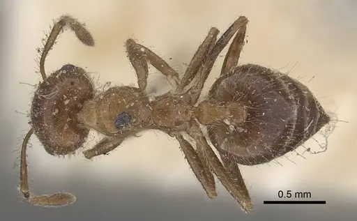 Crematogaster subdentata - CASENT0919657