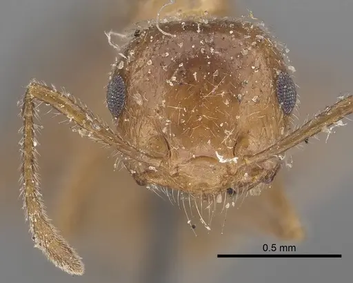 Crematogaster subdentata - CASENT0919657