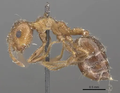 Crematogaster subdentata - CASENT0919657