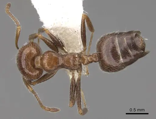 Crematogaster subdentata - CASENT0922719