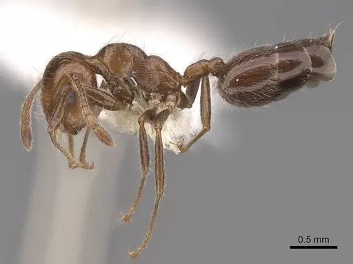 Crematogaster subdentata - CASENT0922719