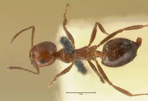 Crematogaster subdentata - FOCOL1445