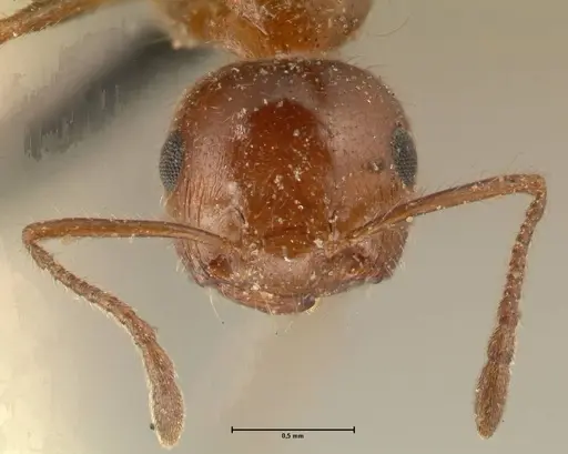 Crematogaster subdentata - FOCOL1445