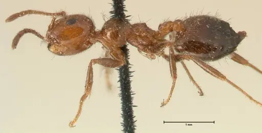 Crematogaster subdentata - FOCOL1445