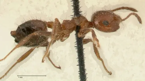 Crematogaster subdentata - FOCOL1445