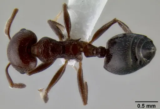 Crematogaster subnuda specimen