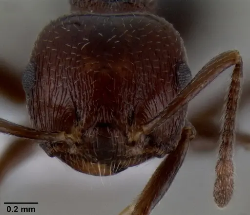 Crematogaster subnuda specimen