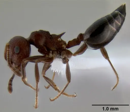 Crematogaster subnuda specimen