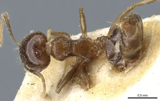 Crematogaster subnuda - CASENT0904488