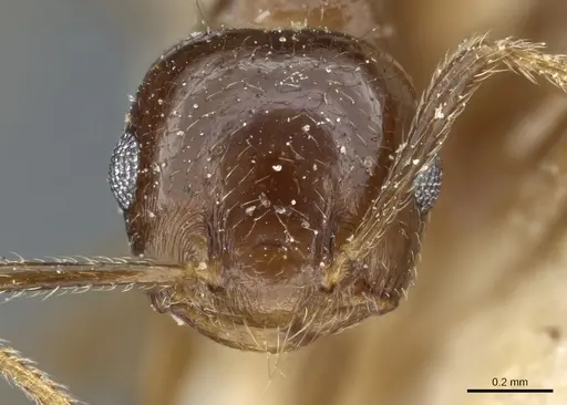 Crematogaster subnuda - CASENT0904488