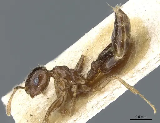 Crematogaster subnuda - CASENT0904488