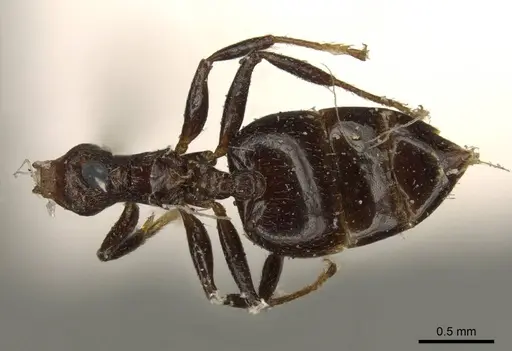 Crematogaster subnuda - CASENT0919689