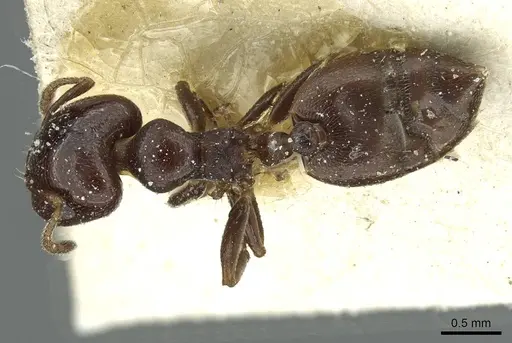 Crematogaster subtonsa specimen