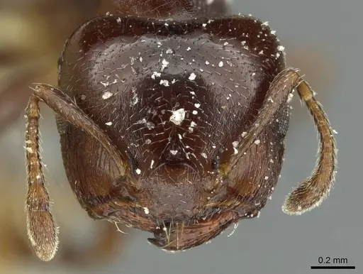 Crematogaster subtonsa specimen