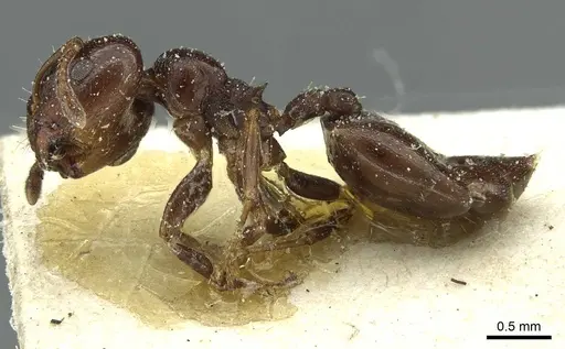 Crematogaster subtonsa specimen