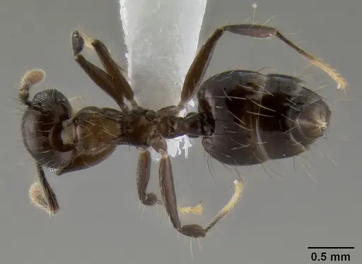 Crematogaster sumichrasti specimen