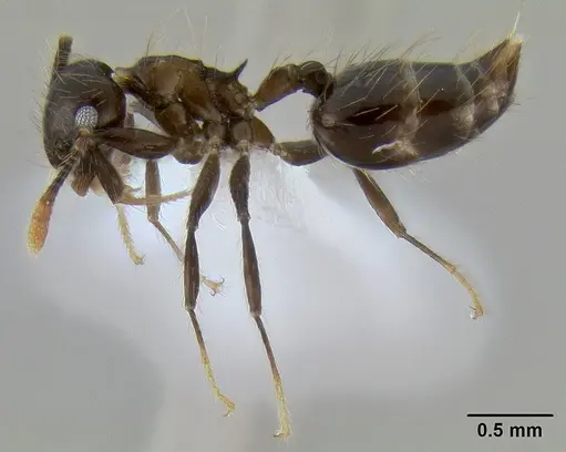 Crematogaster sumichrasti specimen