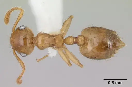 Crematogaster sumichrasti - CASENT0603544