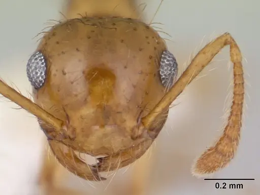 Crematogaster sumichrasti - CASENT0603544