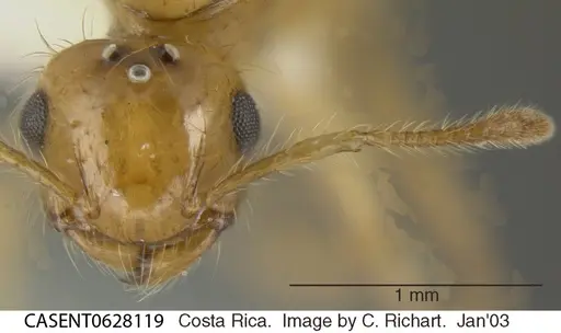 Crematogaster sumichrasti - CASENT0628119