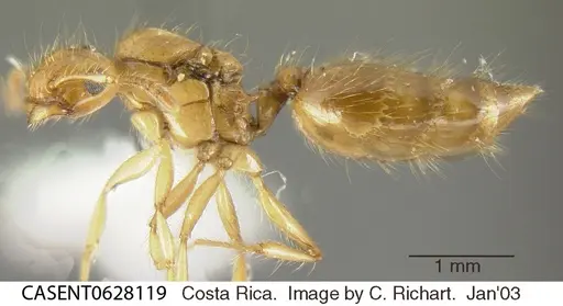 Crematogaster sumichrasti - CASENT0628119