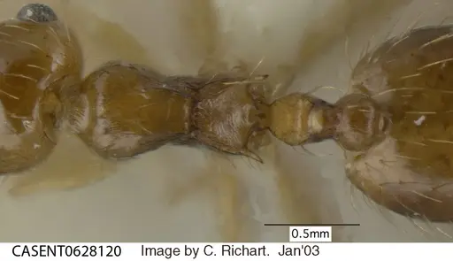 Crematogaster sumichrasti - CASENT0628120