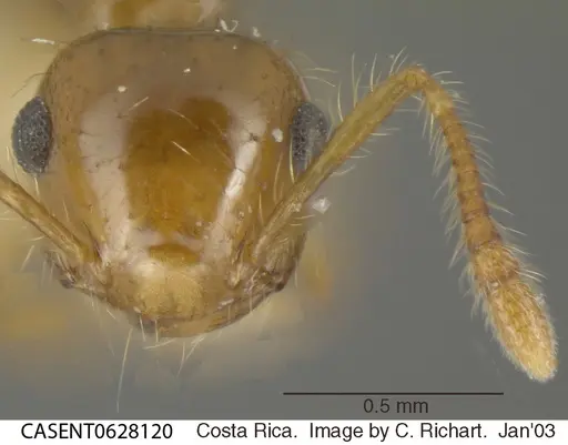 Crematogaster sumichrasti - CASENT0628120