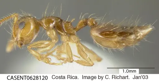 Crematogaster sumichrasti - CASENT0628120