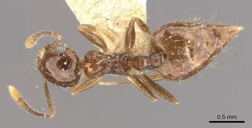 Crematogaster sumichrasti - CASENT0908442
