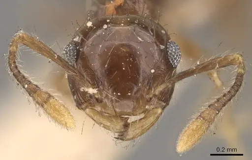 Crematogaster sumichrasti - CASENT0908442