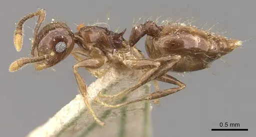 Crematogaster sumichrasti - CASENT0908442