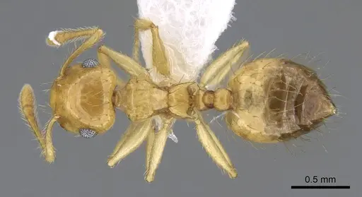Crematogaster sumichrasti - CASENT0914647